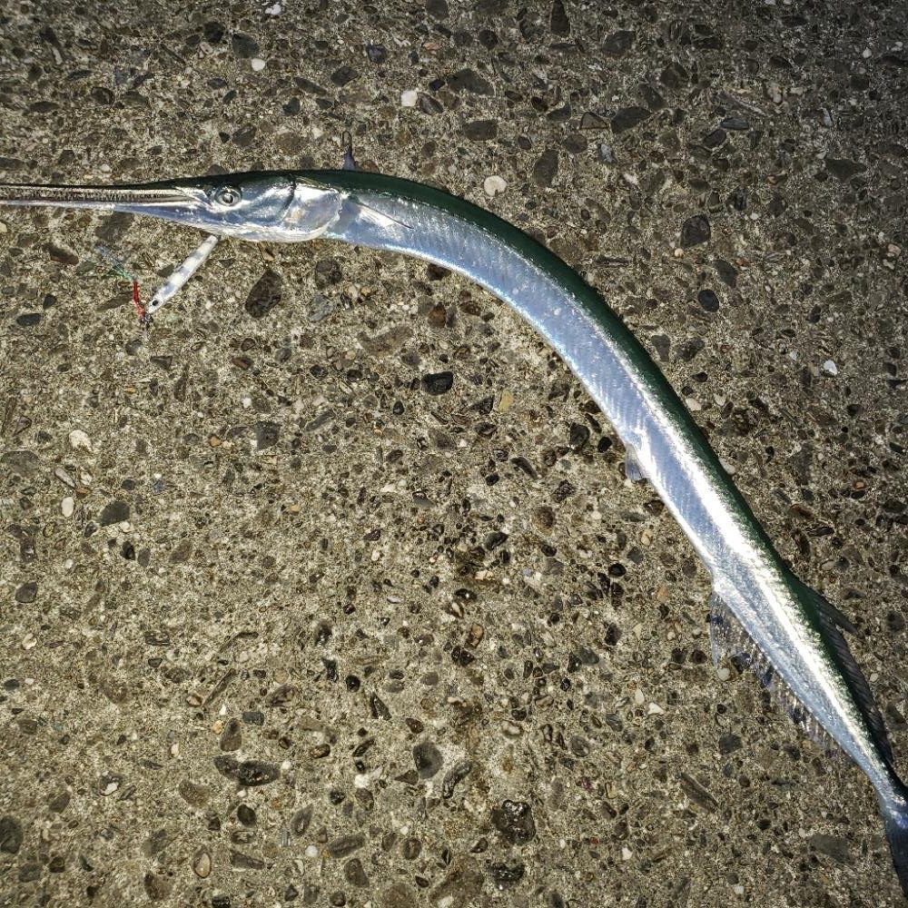 今朝はエソじゃない!