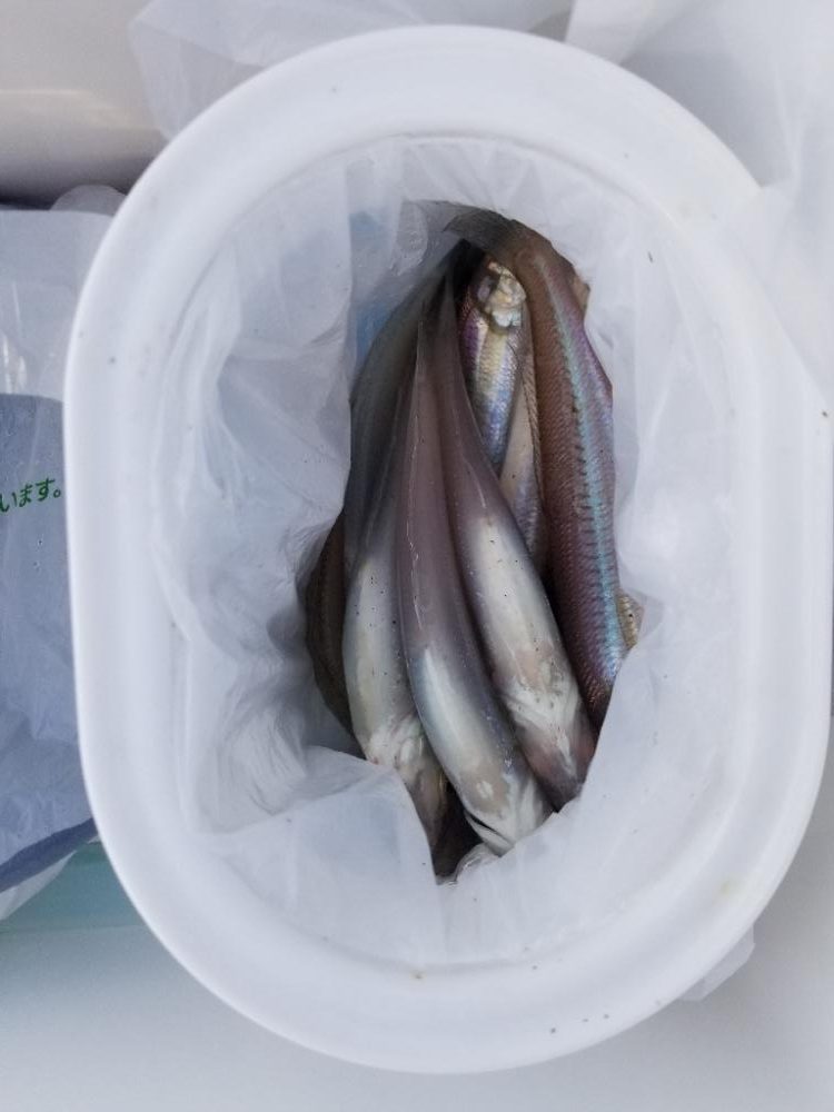 最近渋いキス釣り