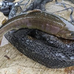 久々のエリアフィッシング〜