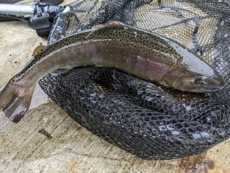 久々のエリアフィッシング〜