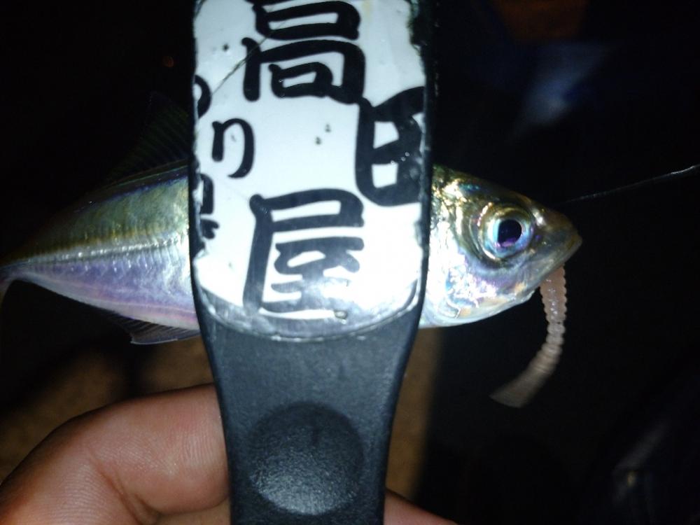 豆アジリベンジ