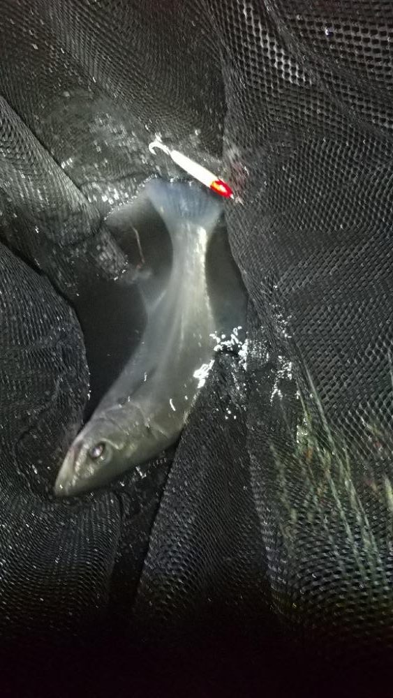 日高川チャレンジ