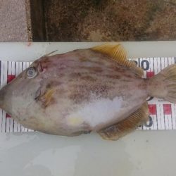 大潮の微妙な釣果