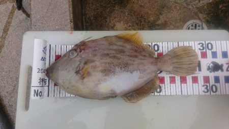 大潮の微妙な釣果