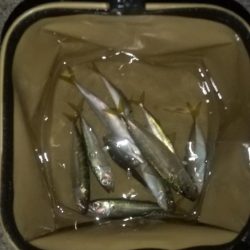 久しぶりの冲向きテトラ