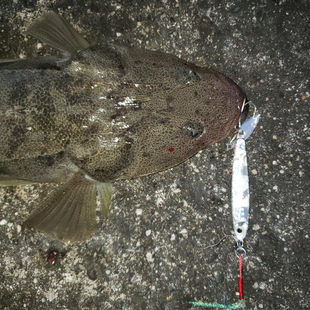 おはようマゴチさん！