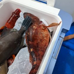 初めてのイシガキダイ✨