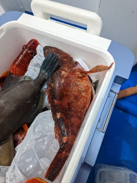 初めてのイシガキダイ✨