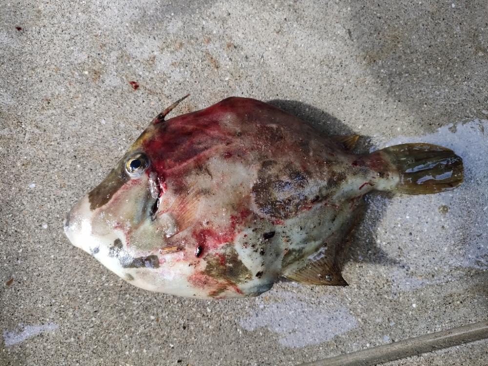 浜田にでブラクリ釣り