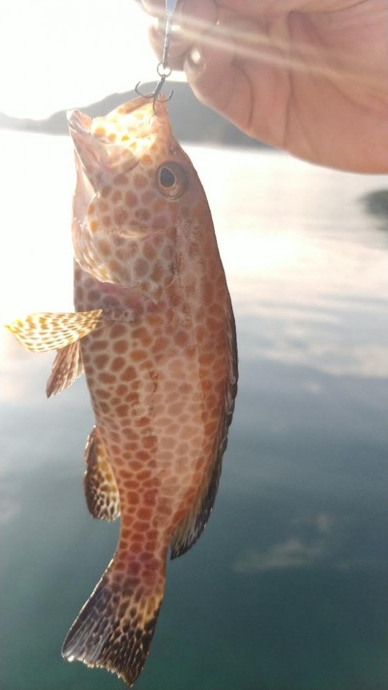 バーベキューついでに朝マズメ釣行