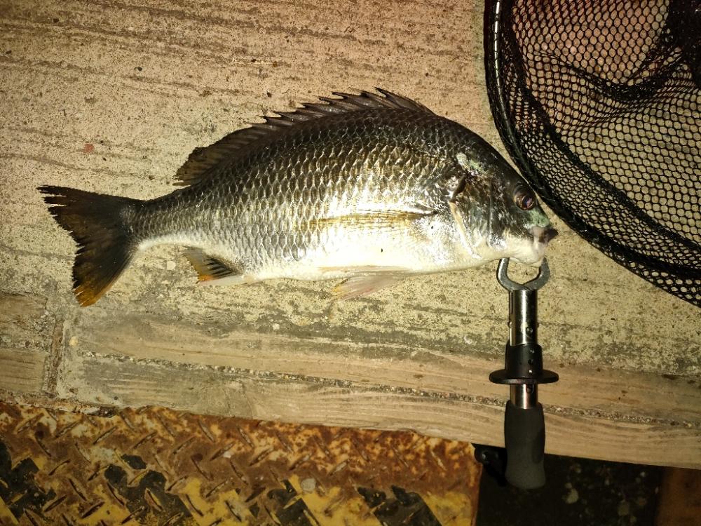 毎度お馴染みの夜釣り