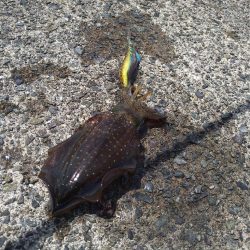 越前海岸南部の新子調査