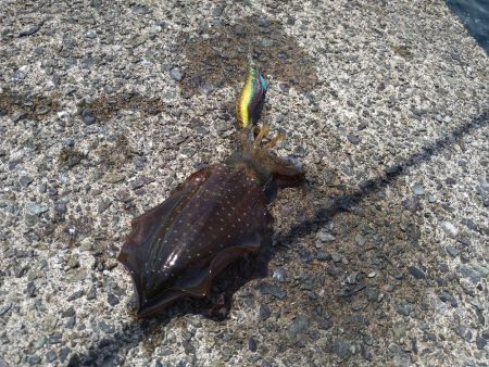 越前海岸南部の新子調査