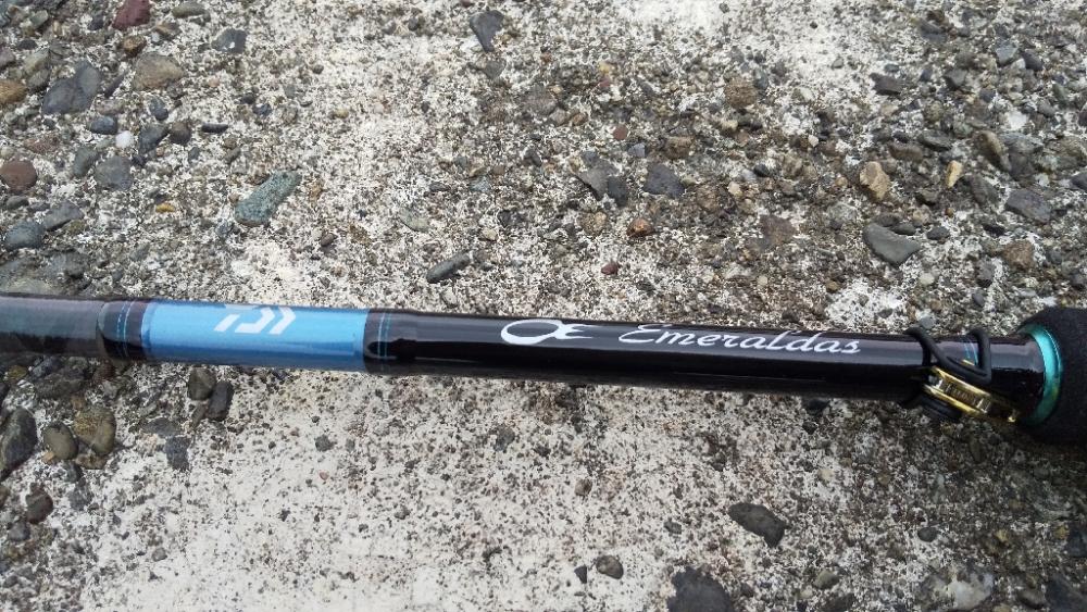 アオリイカの新子調査