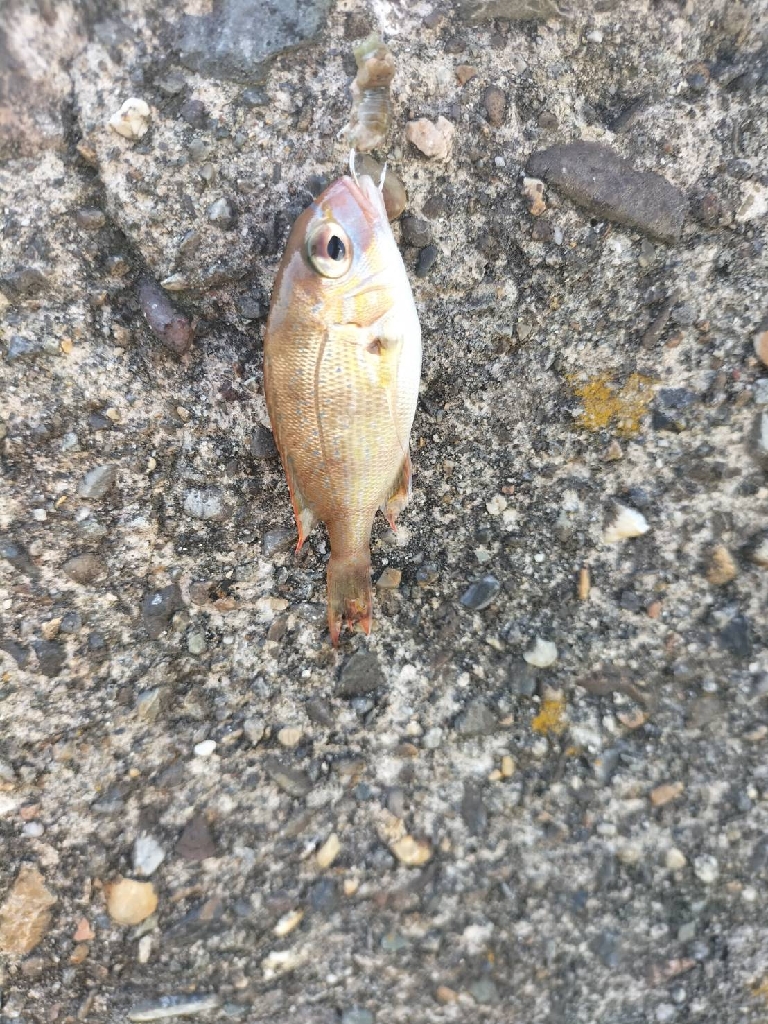 久しぶりのキス釣り