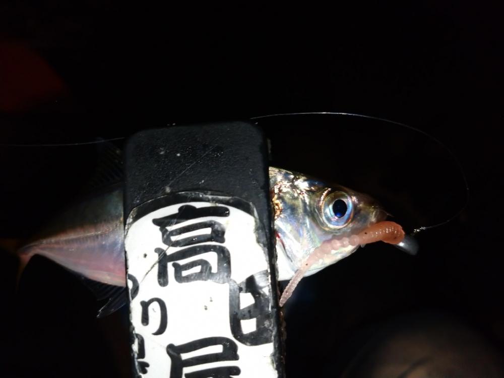 豆アジリベンジ👍