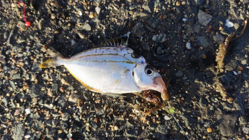 箱崎ふ頭でちょい投げ五目