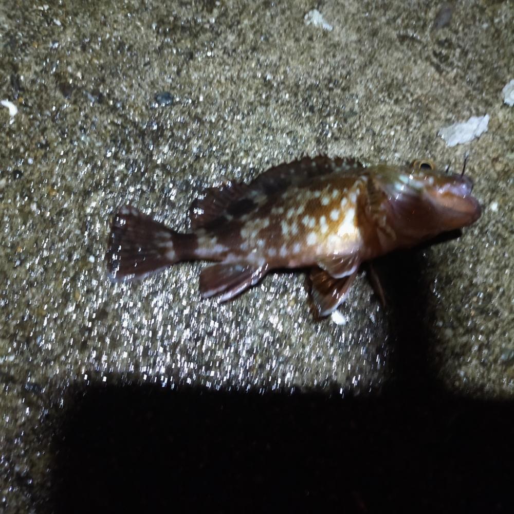 アコウ不発、代わりにチヌ、おまけにタコ