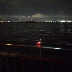 エビ撒き　アコウ不発、代わりにチヌ