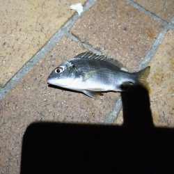 癒やしに小物釣り＆釣り場調査