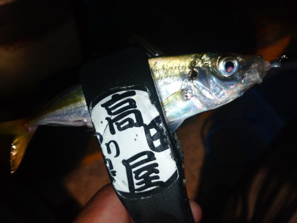 爆釣‼️アジング