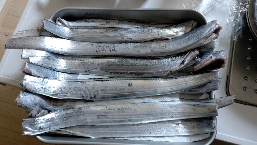 激渋　甘噛　太刀魚