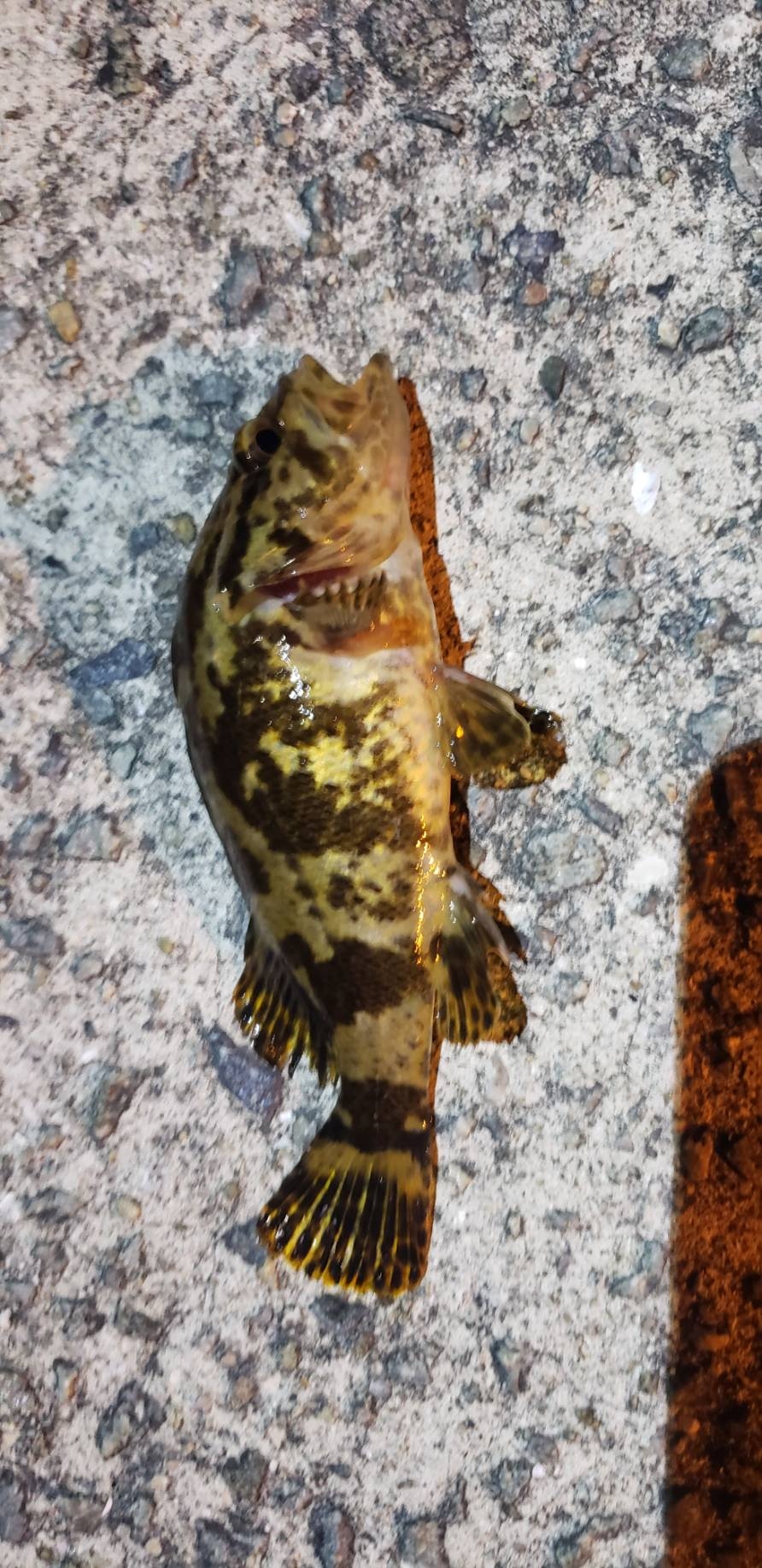 アジ探し@佐野漁港