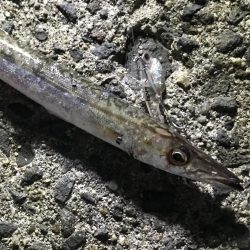 泉南にメッキとカマス調査