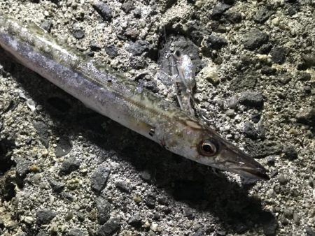 泉南にメッキとカマス調査