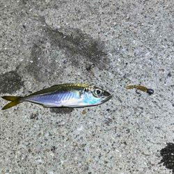 ショアケンサキイカ爆釣!