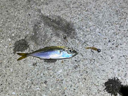 ショアケンサキイカ爆釣!