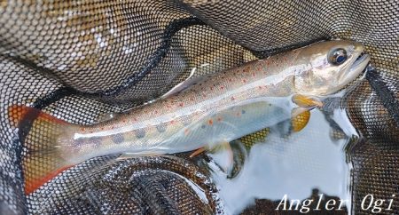 天川村は渇水期も関係なし！