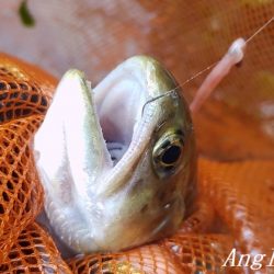 禁漁前に良型アマゴが飛び出す