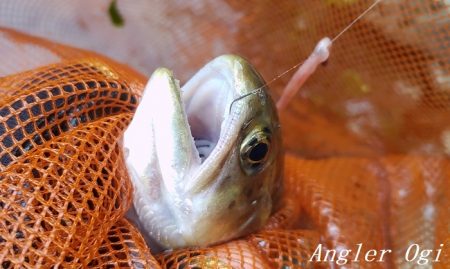 禁漁前に良型アマゴが飛び出す