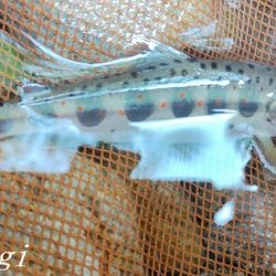 今シーズン最終釣行、支流で良型