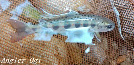 今シーズン最終釣行、支流で良型