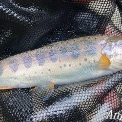 お盆明けの揖保川支流へ