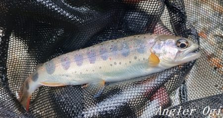 お盆明けの揖保川支流へ