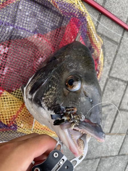 ヘチ釣り