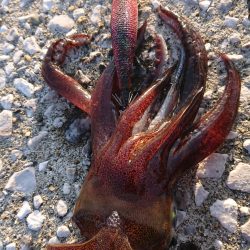 対馬エギング釣果