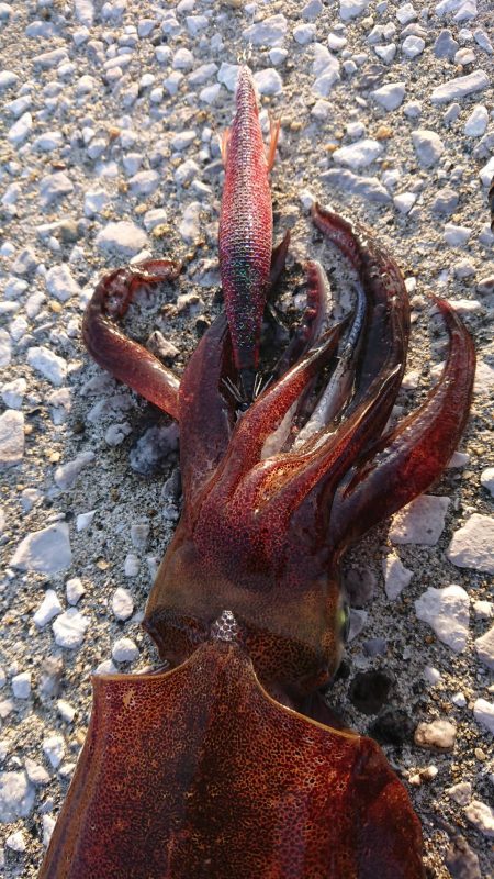 対馬エギング釣果