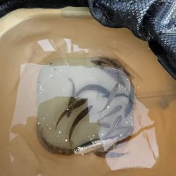 ウリボウマシマシ