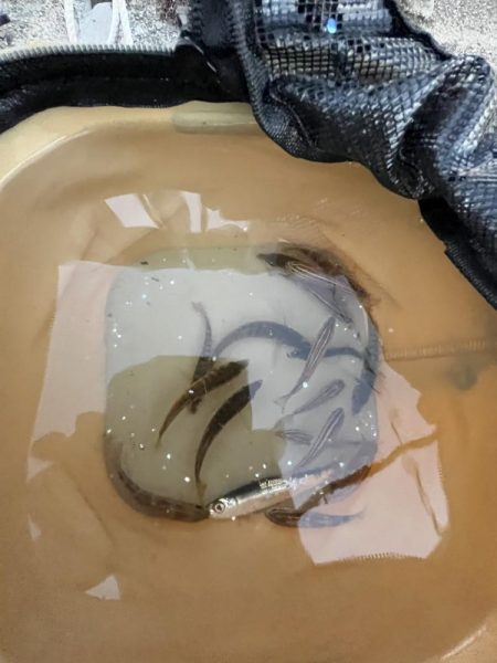 ウリボウマシマシ