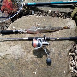 念願のフラット！！！(エイ以外)