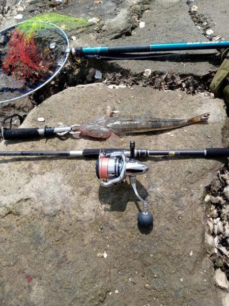 念願のフラット！！！(エイ以外)