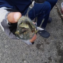 サビキからの泳がせ