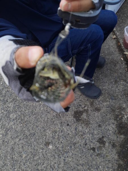 サビキからの泳がせ