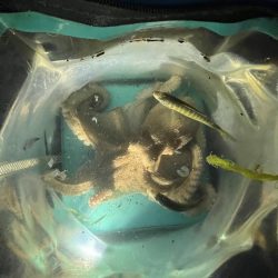 明石タコリベンジジャーズ