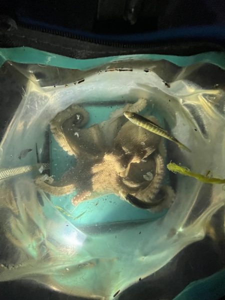 明石タコリベンジジャーズ