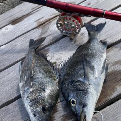 クロダイ落とし込み